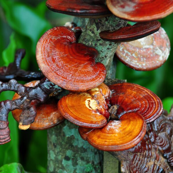 Ganoderma Mushroom(Medicinal mushroom)