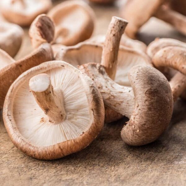 Shiitake Mushroom